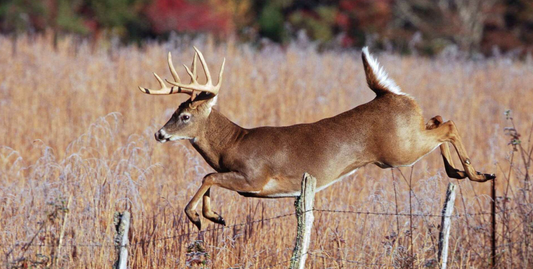 White-tailed Deer